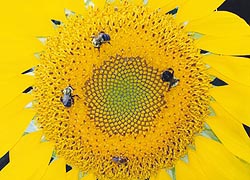  [photo, Bumblebees and honeybee on sunflower, Baltimore, Maryland]