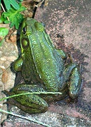 [photo, Green Frog (Lithobates clamitans), Monkton, Maryland]